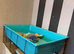 3 hamster cages