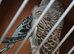 Proven pair black winged budgies