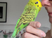 Super Tame Male Exhibition Budgie