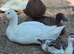 Smooth Sebastopol male gosling