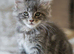 Reduced pure bred Mainecoon kittens ready now