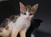 Beautiful kittens ready now!