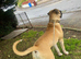 Dog for sale