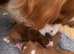 Female F1 Cavapoos dna health tested parents