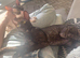 Tica champion Cornish Rex female