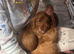 Cockapoo puppies