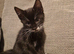 3 Kittens ready for their new homes