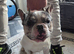 Merle boy frenchie