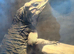 Rhinoceros Iguana