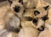 Ragdoll cross kittens