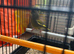 Green finch male
