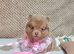 Amazing lilac girls russian line pomeranians