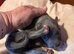 Blue & Brindle Whippet Pups