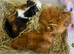 Loving home wanted for trio of adult female guineapigs.