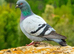 i HAVE YOUNG PIGEONS for sale all colours