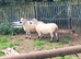 2 kerry Hill ewes, ready for breeding