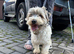 3 yr old Biewer terrier boy for sale