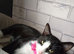 3 pairs kittens& cats spayed chipped