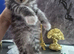 Beautiful Maine coon kitten girls