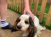 King Charles spaniel