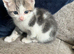 Mixed kittens