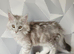 Tica registered maine coon kittens