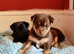 Pomeranian & Dachshund Mix