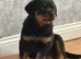 female rottie