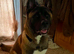 Beautiful 2yr old male akita