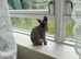 Crystal - Beautiful Blue Mink Sphynx Girl - £800