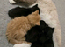 Mainecoon/ragdolls