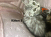3 Stunning Kittens