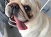 Pedigree pug