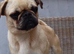 Brussels Griffon