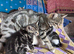 Beautiful kittens ready now