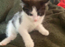 5 kittens for sale