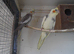 Pair 12 week old cockatiel ready to tame/ Black cheek zebra finch./ Isabela finch/ pair of green budgies