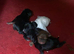 Jack Russell x Yorkshire terrier 2 boy pups READY TO GO