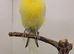 Persian & Lancashire canary's available