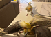 2 beautiful hand reared baby cockatiels