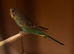 Budgie for sale