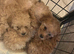 5 beautiful puppies looking for a loving forever home