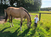 Stunning 17.2hh 5yo Flashy Buckskin Czech Warmblood Gelding