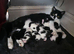 1 beautiful kitten