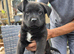 Frenchbull dog x German shepherd