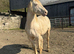 Section D Type Stallion