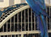 SEMI TAME AND TALKING BABY BLUE AND GOLD MACAW FOR SALE