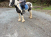 Minnie 12hh kids pony