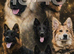 Stunning German Shepherds
