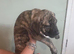 American bull dog x presa canario